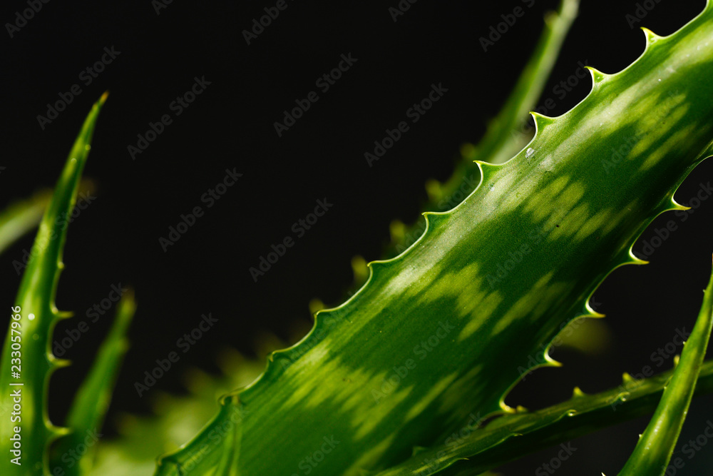 Naklejka premium Aloe vera plant in close up over dark background