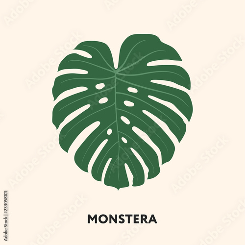 Monstera Tropical Jungle Plant Green Big Palm Leaf. Flat Vector Illustration Isolated on White.