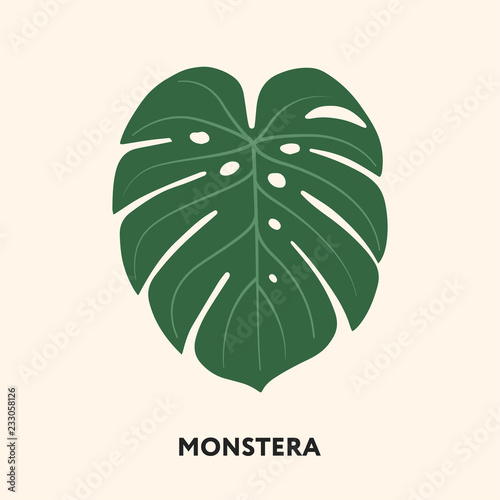 Monstera Tropical Jungle Plant Green Big Palm Leaf. Flat Vector Illustration Isolated on White. photo