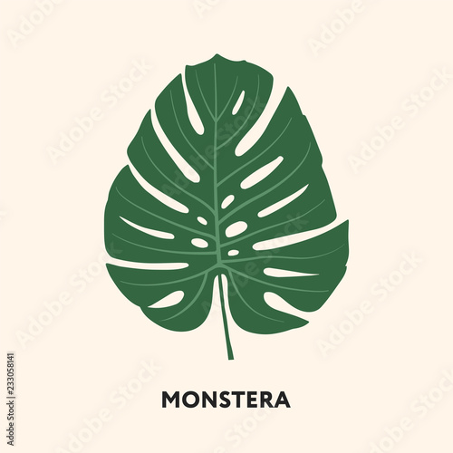 Monstera Tropical Jungle Plant Green Big Palm Leaf. Flat Vector Illustration Isolated on White.