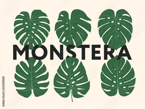 Monstera Tropical Jungle Plant Green Leaves. Flat Vector Illustration Set Isolated on White.  