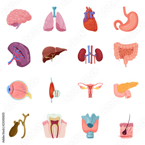 Vector illustration of body and human symbol. Collection of body and medical vector icon for stock.