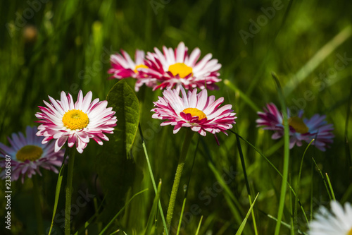 Marguerite flowers in green grass in garden