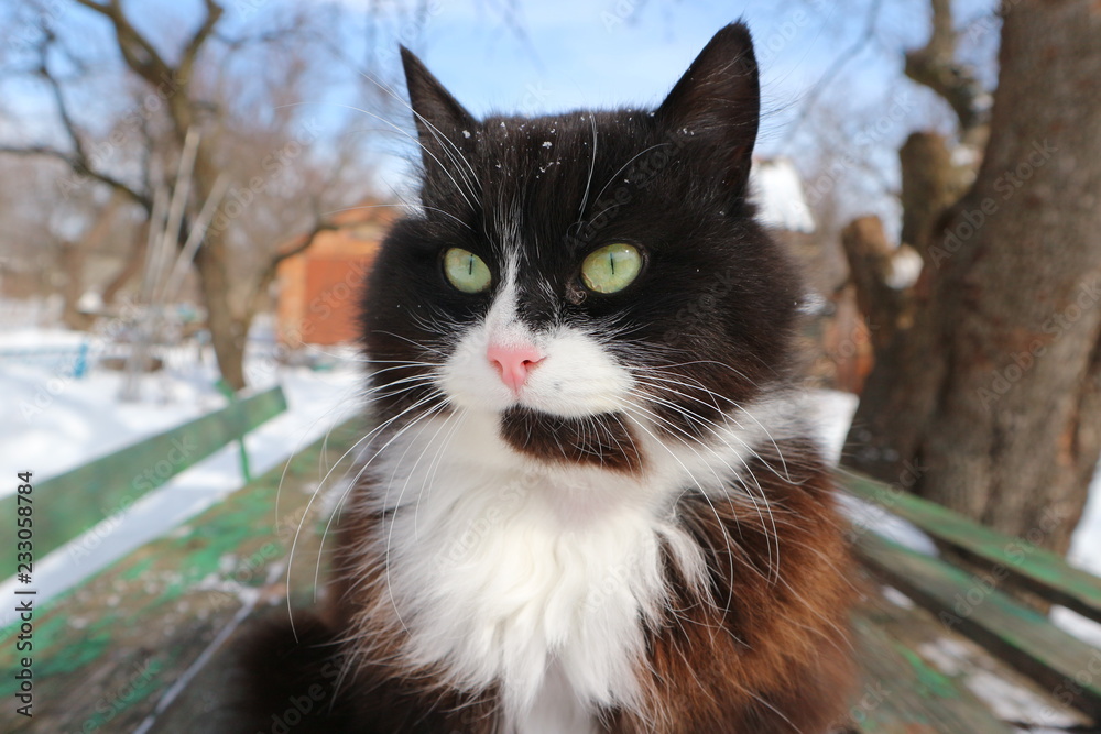 cat with green eyes cat with green eyes