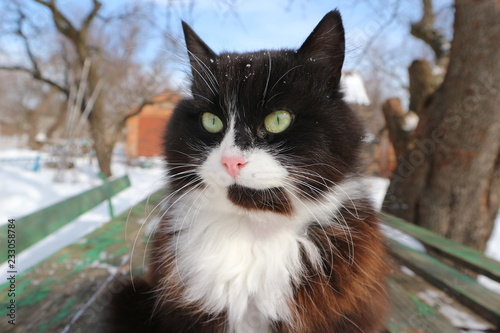 cat with green eyes