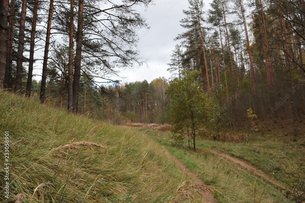Obraz premium road in the forest