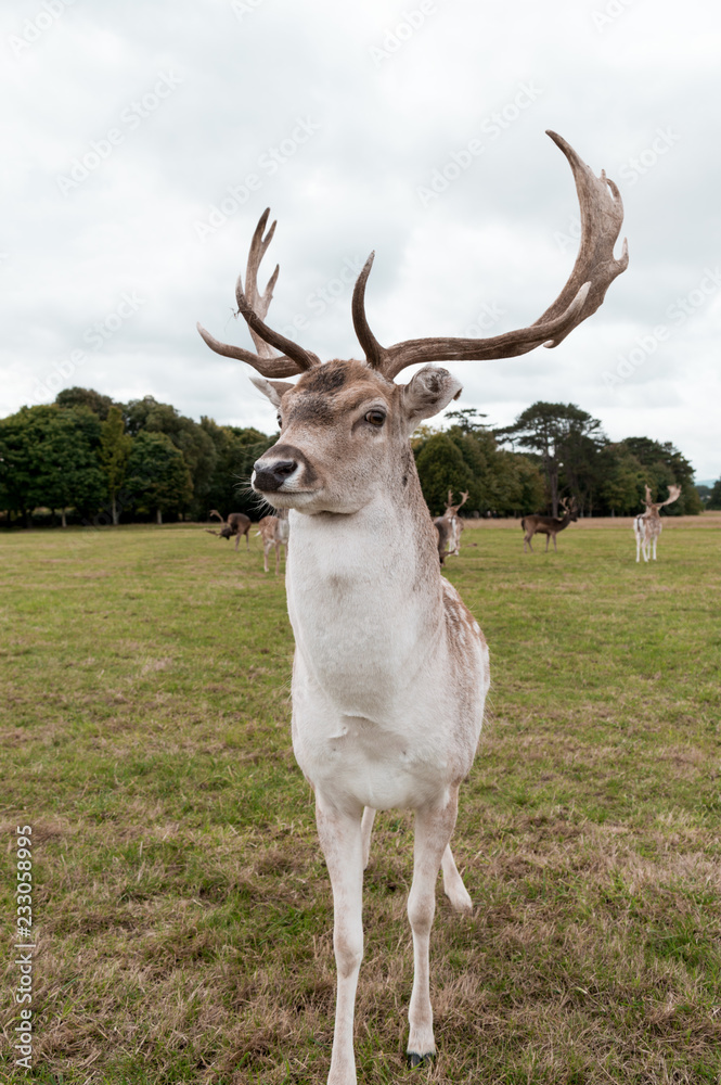 Majestic Deer