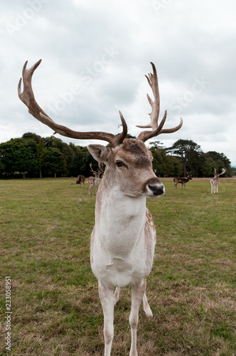 Deer Posing photo