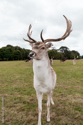 Majestic Deer photo
