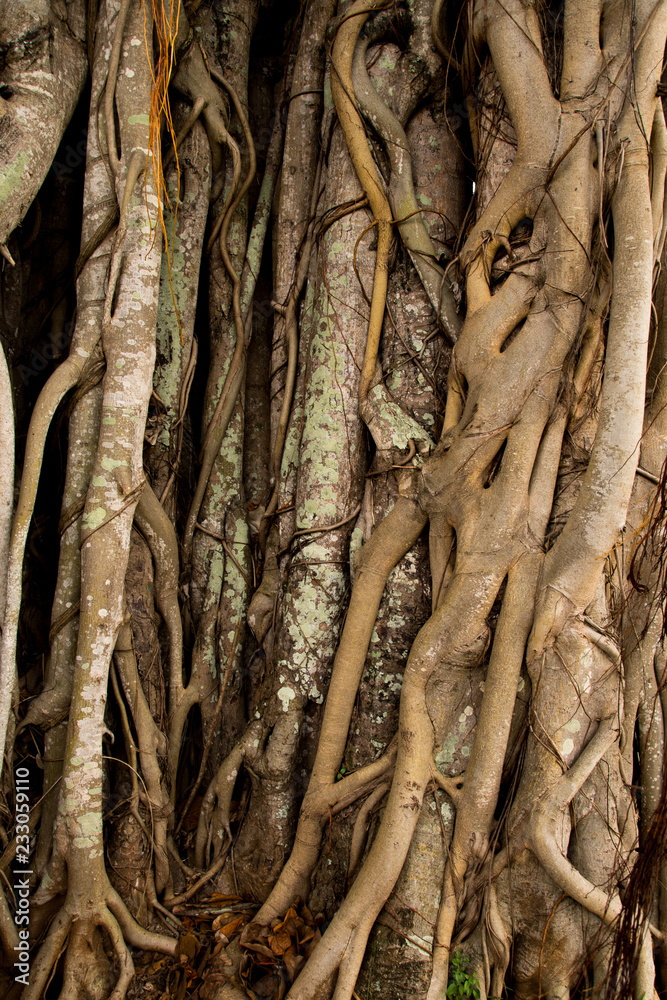 Banyan tree with big roots - details of roots Banyan tree with big roots - details of roots