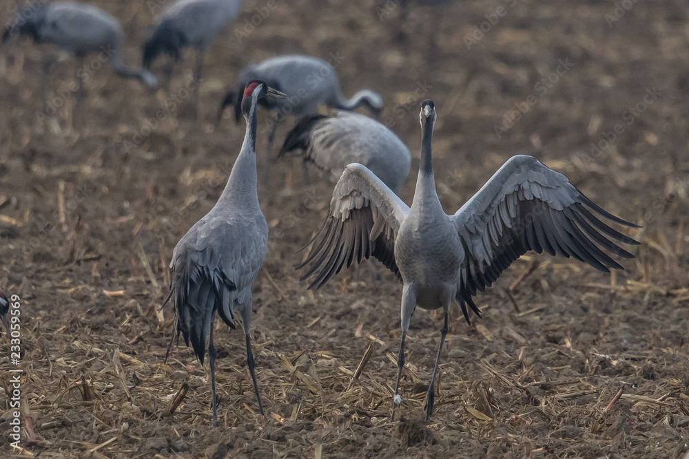 Obraz premium kranichtanz