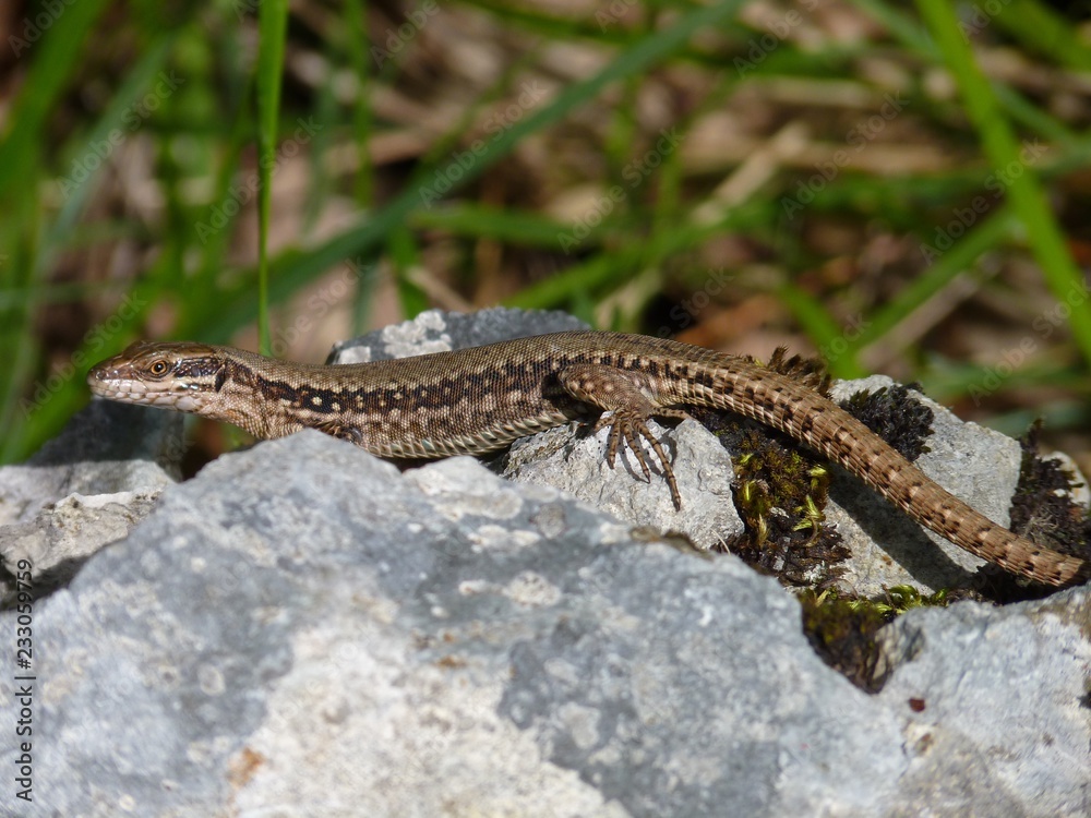 Naklejka premium Wall Lizard, Nébias, Languedoc-Roussillon, France