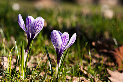 Crocus flowers