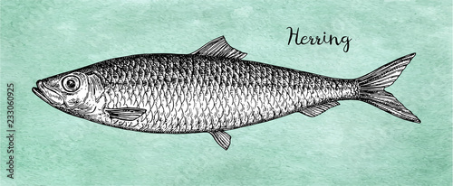 Ink sketch of herring.
