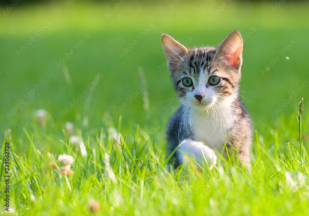 Little striped kitten hiding in the grass Little striped kitten hiding in the grass