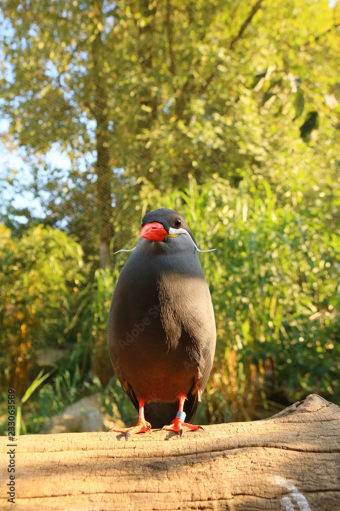 Obraz premium Ein Vogelportrait