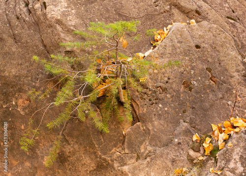 A small pine tree grows in a crack in a sandstone boulder. If it survives the next several years it will split the rock and contribute to the ever changing face of the canyon.