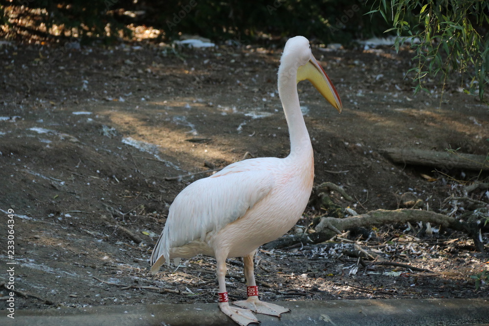 Obraz premium Pelikan