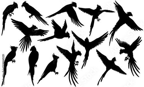 Vector parrot silhouettes on white
