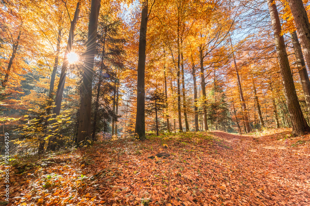Fototapeta premium Słońce w lesie jesienią.