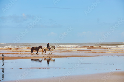Horses walking on the beach at sunset. Sport and travel concepts