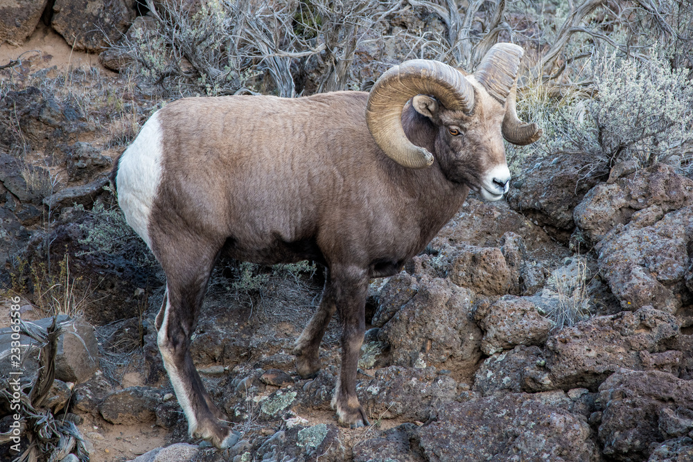 Large Rocky Mountain bighorn sheep ram in the Rio Grande Gorge near Taos, New Mexico