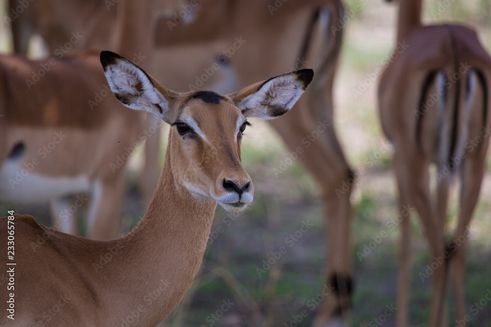 Impala Impala