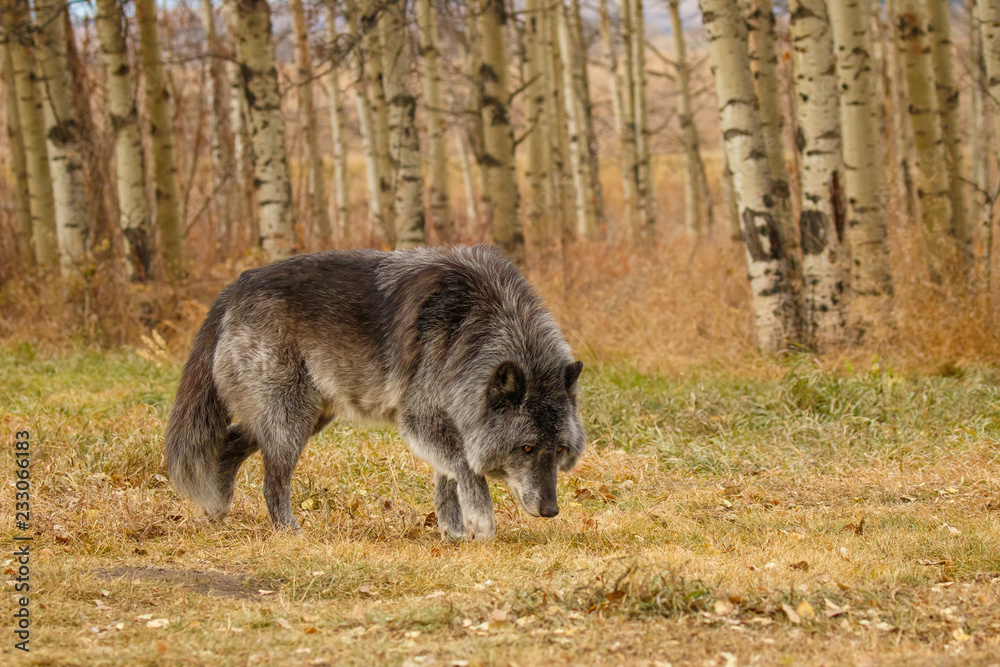 Large old grey wolf siffing around, Canada Large old grey wolf siffing around, Canada
