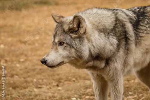 Curiously Looking wolfdog in Yamnuska sanctuary, Canada photo