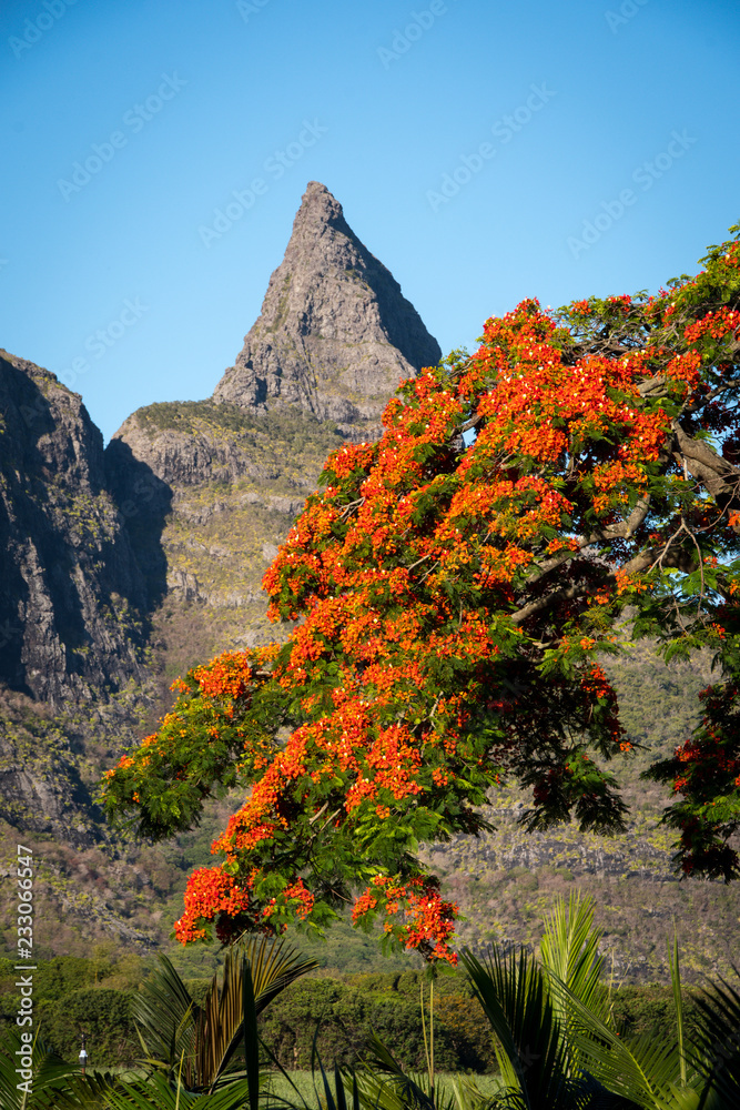 Flame tree from Mauritius, with Rempart mountain in the background Flame tree from Mauritius, with Rempart mountain in the background