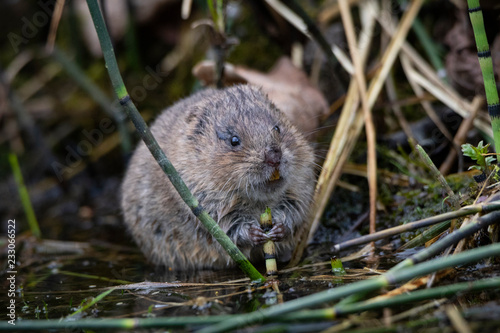 water vole eating