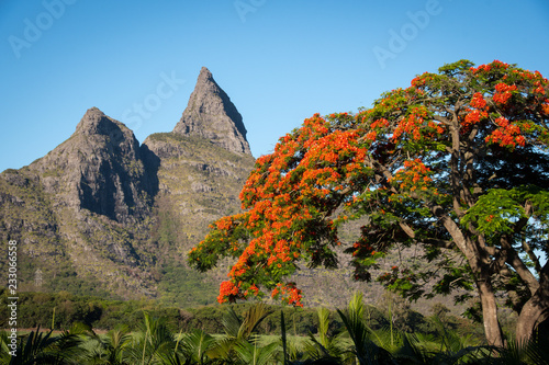  Flame tree from Mauritius, with Rempart mountain in the background