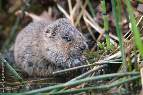 water vole eating