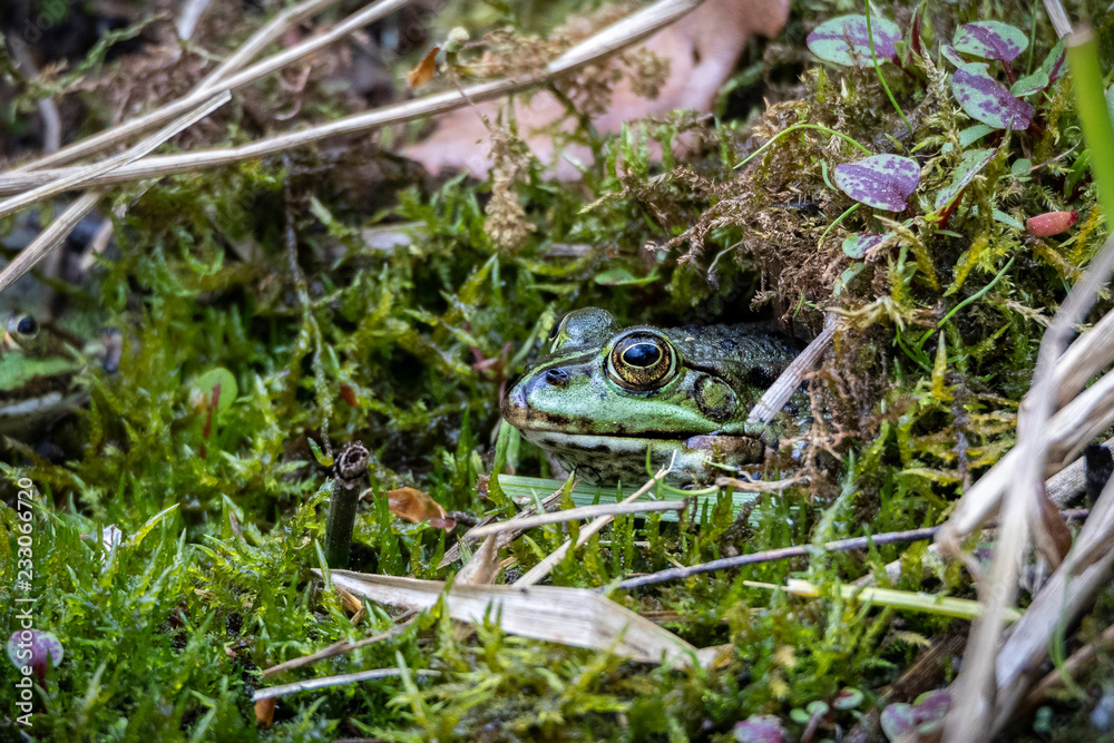 Hidden frog hi-res stock photography and images - Page 16 - Alamy