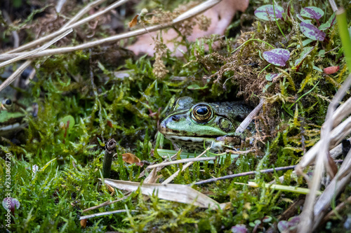 Hidden Frog