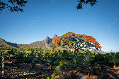 Flame tree from Mauritius, with Rempart mountain in the background