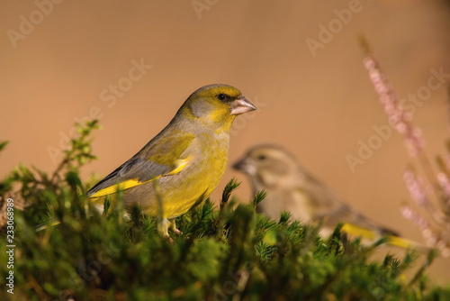 The European Greenfinch, or just Greenfinch, Chloris chloris is sitting somewhere in the forest. Colorful environment.