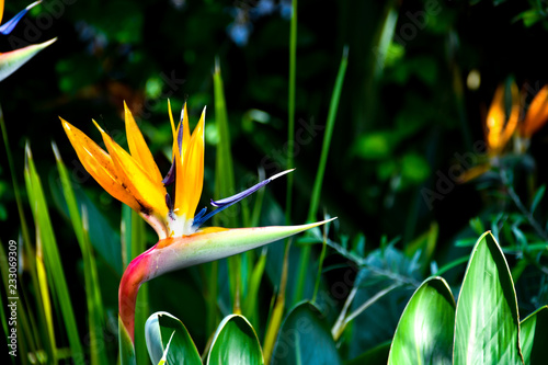 Bird of paradise flower (Strelitzia reginae)