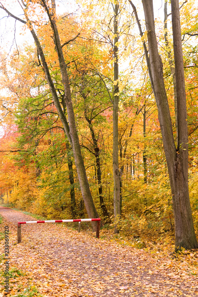 Altenburg / Germany: Autumnal leaves on a forest path with closed wooden barrier gate in the urban forest in November Altenburg / Germany: Autumnal leaves on a forest path with closed wooden barrier gate in the urban forest in November