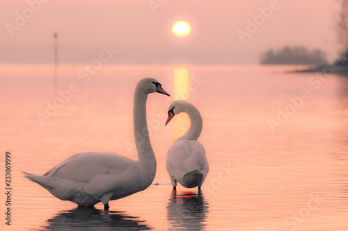 Fototapeta Naklejka Na Ścianę i Meble -  Höckerschwäne am Bodensee
