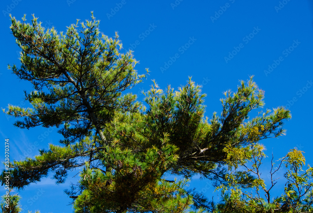 Pine tree Pine tree