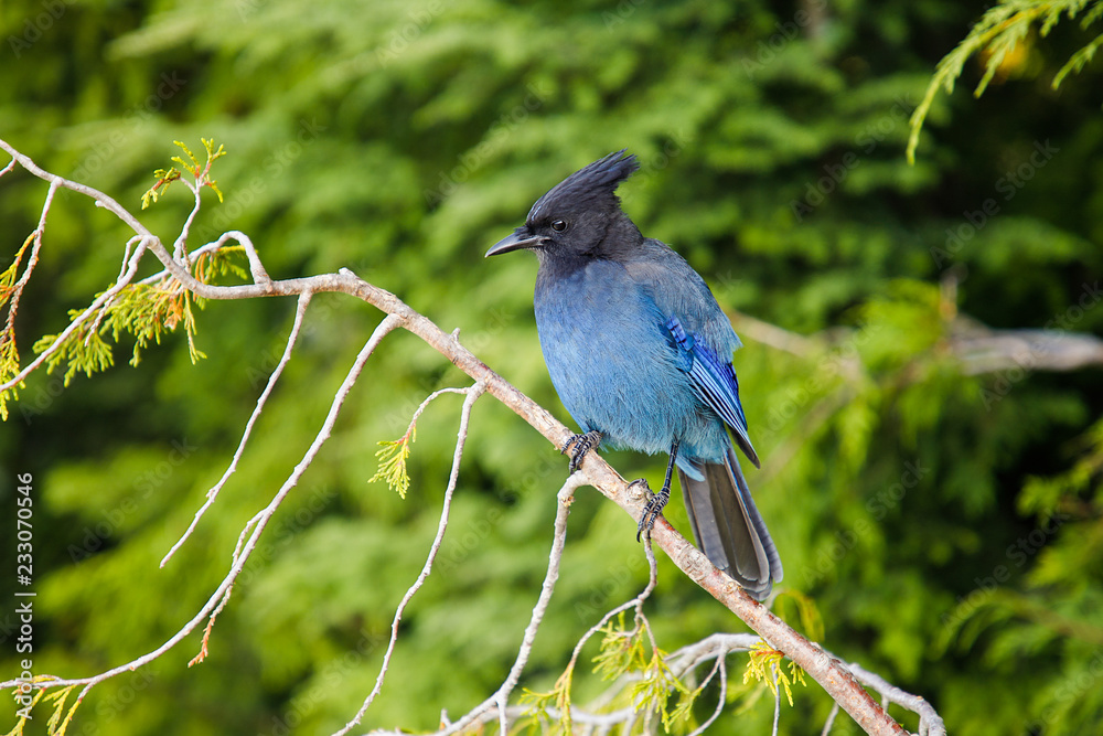Obraz premium Steller's Jay