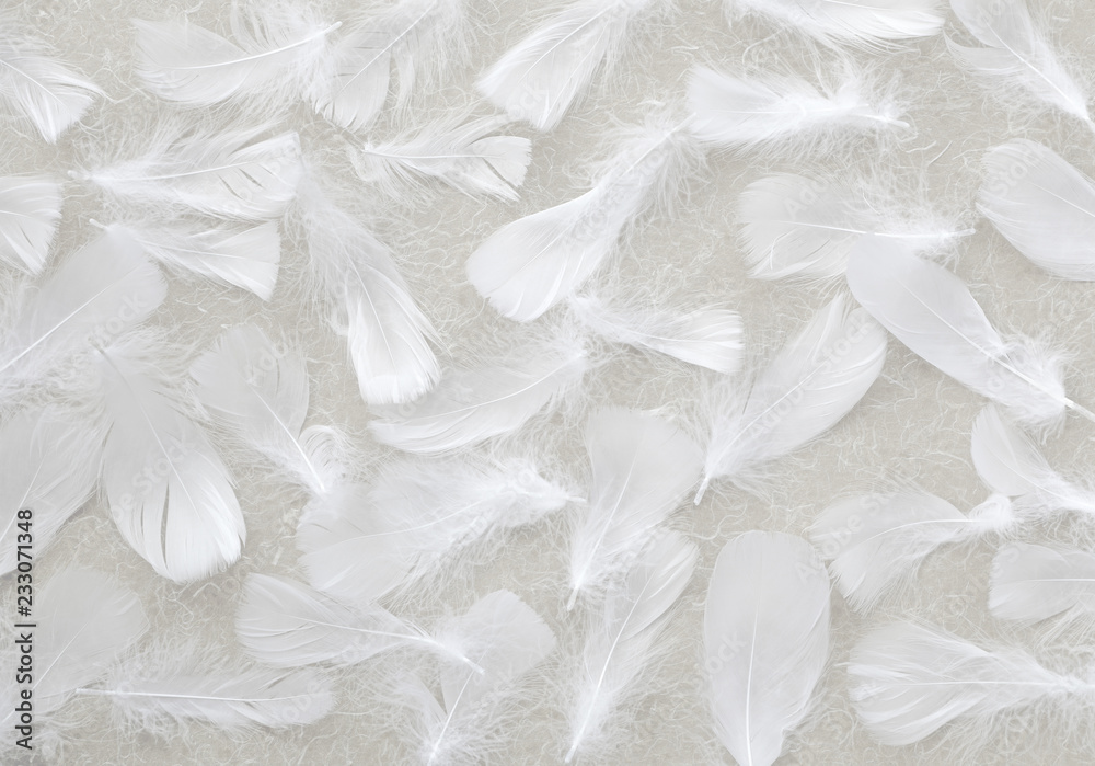 Angelic White feather background - small fluffy white feathers randomly scattered forming a background - obrazy, fototapety, plakaty 