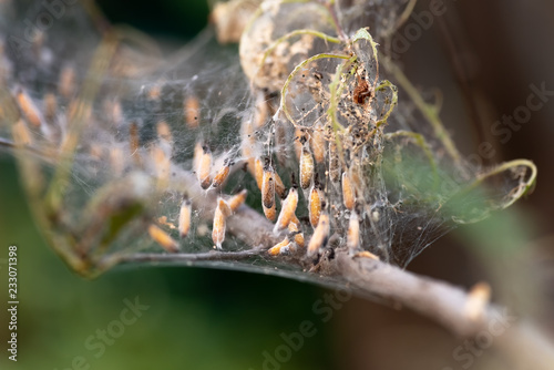 Colony of moth larvae closeup in the web on tree