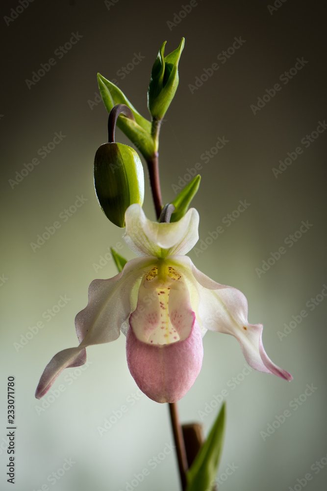 Orchids - Paphiopedilum orchid flower