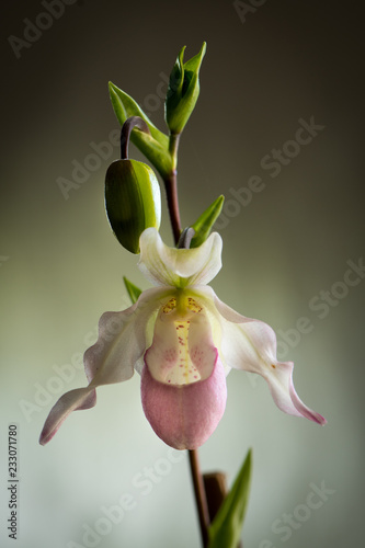 Orchids - Paphiopedilum orchid flower