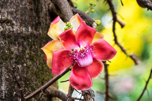 Colorful flower of Cannonball tree (couroupita guianensis) in Hilo, Hawaii. Bee gathering pollen from the blossom. photo