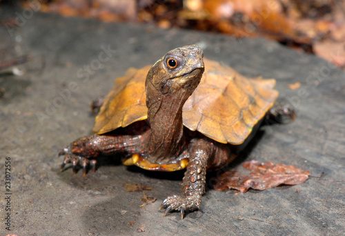Chinesische Zacken-Erdschildkröte (Geoemyda spengleri) - Black-breasted leaf turtle