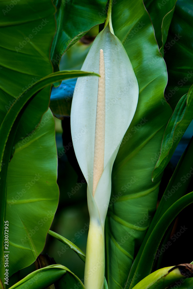 Obraz premium Elephant ear plant - Colocasia tropical plant