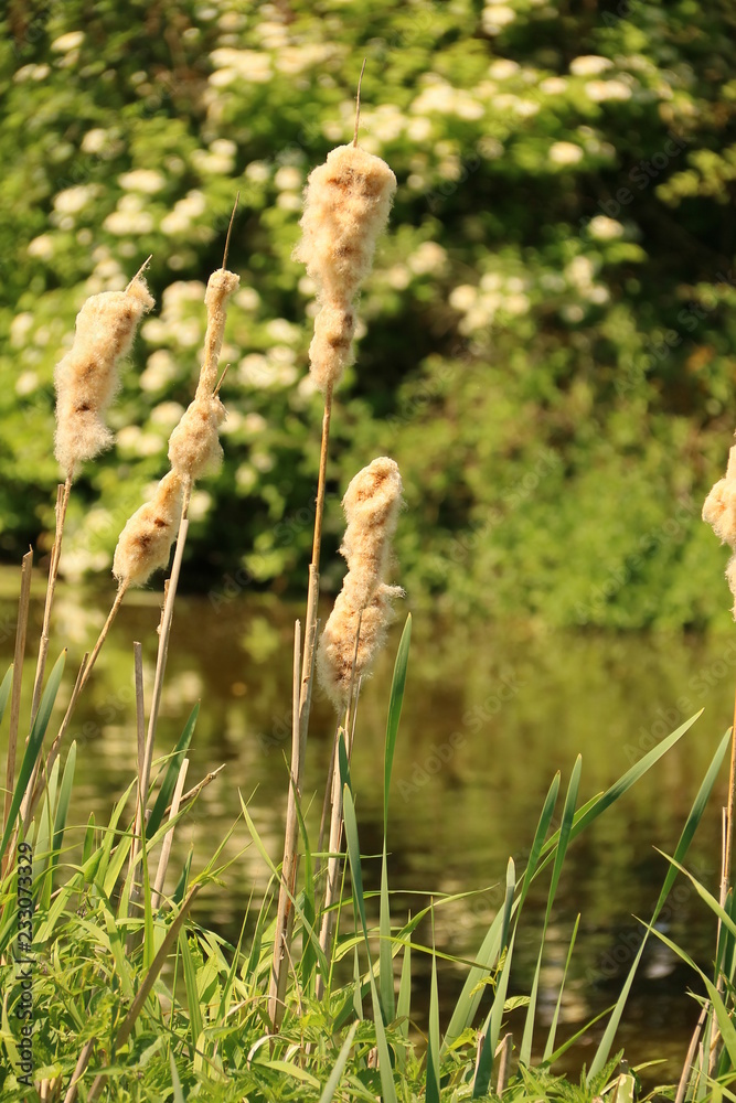 Sommerliche Ansicht